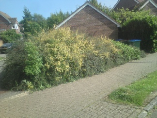 Townscape Tree surgery works